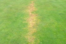 Two golf clubs have greens attacked by chemicals