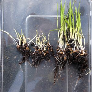 14-17 rigby taylor 'R' range grass seed - 10 days after treatment @ 8ºC. Left Untreated - Right Germin-8 treated