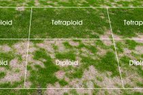Greenkeeping feature: Tetraploid perennial ryegrass technology explained