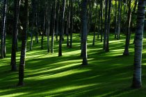 Call for golf clubs to plant more trees