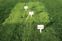 SALTEX: DLF to offer two seed breeding innovations