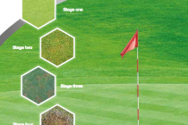 Guide launched to help greenkeepers tackle microdochium patch