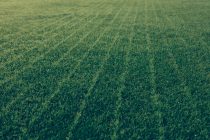 Overseeding tips from Germinal