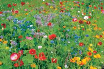 New ‘Colour Boost’ flower mixtures offered to greenkeepers