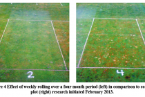 How to control golf course disease