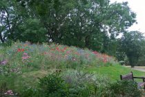 Berkshire golf course introduces swathe of wildflowers