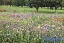 Lilley Brook GC revels in wildflower colours and diversity