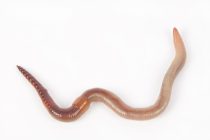 How to control worm casts
