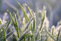 How to limit turf damage during winter