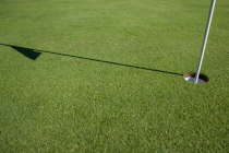 New browntop bentgrass enhances specialist golf green mixtures