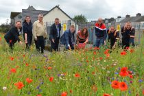 Urban meadow flower seed mixes play key role in ‘Transforming our Spaces’ project