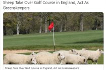 Sheep are taking over golf courses due to the lack of greenkeepers