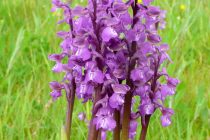 Bristol golf course closes half its course due to rare orchid