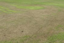 Golf course put on temporary greens after chemical applied ‘in error’