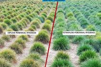 Rigby Taylor introduces first 4 cultivar tetraploid perennial ryegrass blend