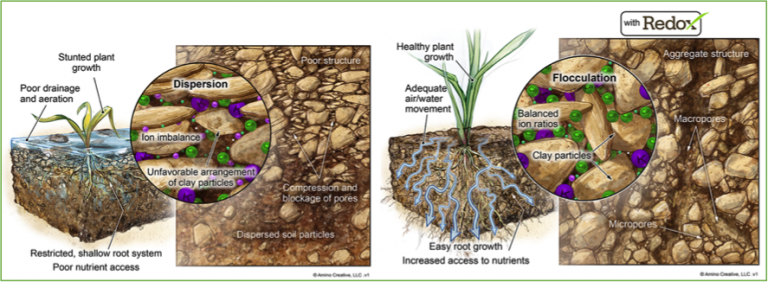 The Role Of Calcium In Both Soil Structure And Plant Nutrition GreenKeeping Magazine