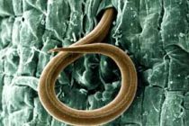 How to deal with nematodes