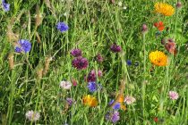 Enhanced wildflower mixtures offer additional benefits for pollinators