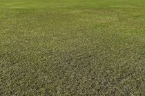 100% fescue delivers 100% satisfaction for Perranporth Golf Club