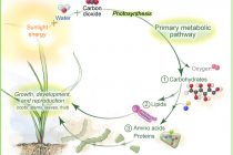 Understanding plant respiration and heat stress