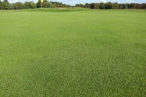 Getting the best from your bent overseeding programme