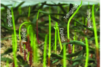 A grass for all seasons – understanding tetraploid technology