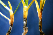Best management practices to suppress anthracnose