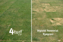 DLF offers drought-tolerant grass
