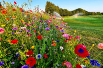 Chipping Sodbury Golf Club introduces wildflower seed