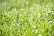 Prepare your turf for summer with a biological integrated turf management programme