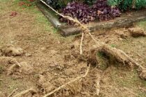 The role root barriers play in amenity areas