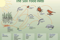 What is the soil food web?