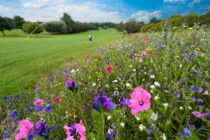 Gaudet Luce Golf Club embarks on wildflower project
